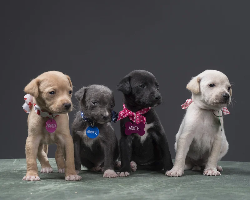 Volta Redonda promove 3ª edição de 2021 do Espaço de Adoção ‘Família Animal’ neste domingo, dia 25