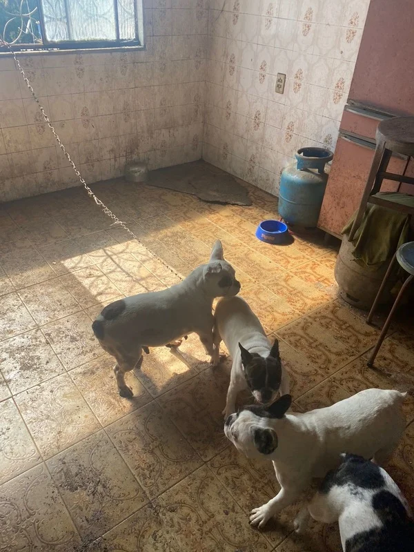 Secretaria de Meio Ambiente atua no resgate de 15 cães e mais de 60 pássaros vítimas de maus-tratos